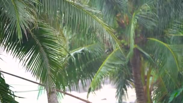 在一个有大风吹拂椰树的岛上下雨 — 图库视频影像