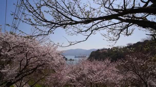Cherry Blossom View Island Omishima Hakatajima Bike Trip Japan Shimanami — Stock Video