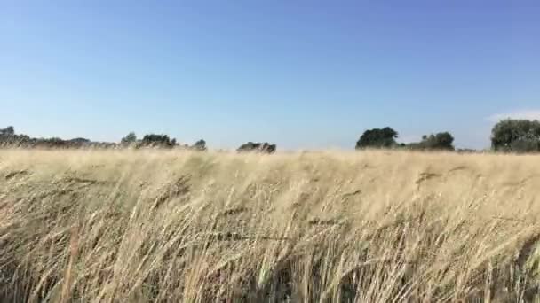 Пшеничное Поле Дующее Ветру Голубым Небом — стоковое видео