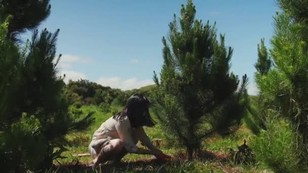 年轻的蹲着的女人锯下了一棵小松树圣诞树 树倒了 — 图库视频影像