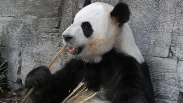 Panda Muž Bambus — Stock video