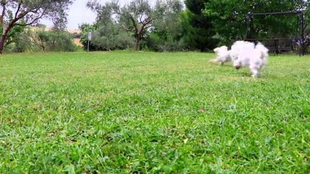 Maltese Dogs Running Gioco Sulle Grassi Verde — Video Stock