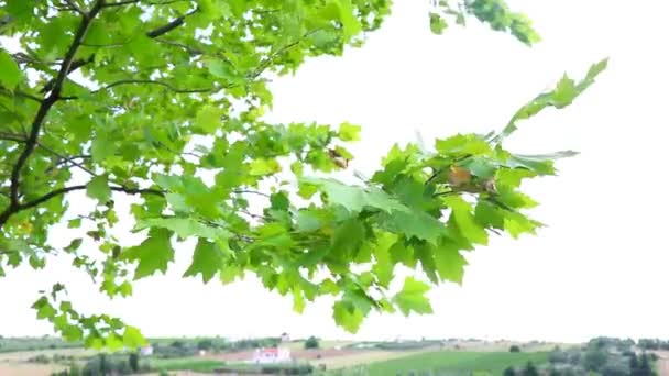 Зеленые Листья Планетного Дерева Летом Поле — стоковое видео
