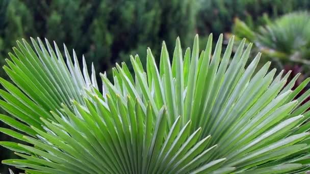 Foglie Palma Verde Forte Pioggia Giardino Giornata Estiva Ventosa Vicino — Video Stock