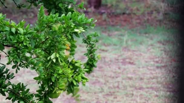 Árbol Granada Bajo Fuertes Lluvias Viento Jardín Gotas Agua Cascada — Vídeos de Stock