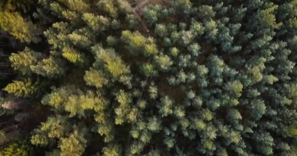 Prachtige Herfstnatuur Met Uitzicht Meer Bos Een Rustige Gouden Ijzige — Stockvideo