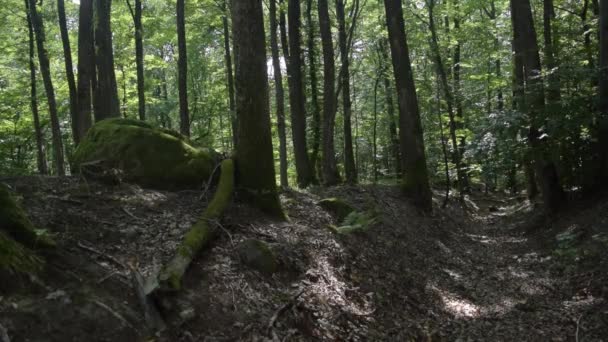 Foresta Verde Con Roccia — Video Stock