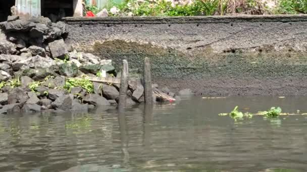 Langsamer Clip Einer Riesigen Waraneidechse Die Sich Wasser Eines Kanals — Stockvideo