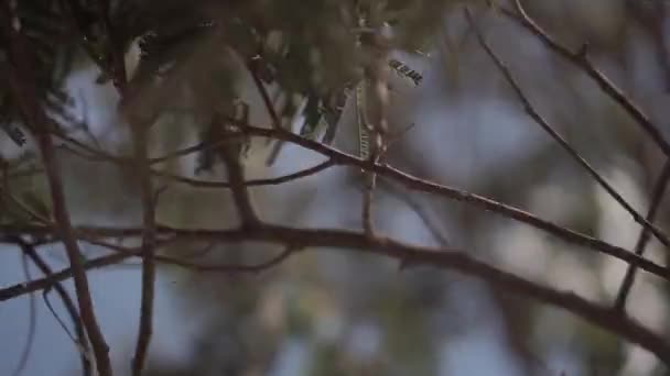 Szczegóły Gałąź Wit Bokeh — Wideo stockowe