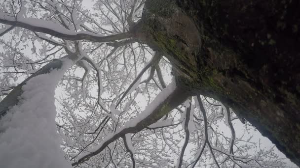雪の中の木の上からの眺め — ストック動画