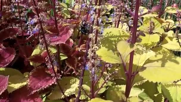 Bumblebee Επικονίαση Λουλούδια Στο Φόντο Της Φύσης — Αρχείο Βίντεο