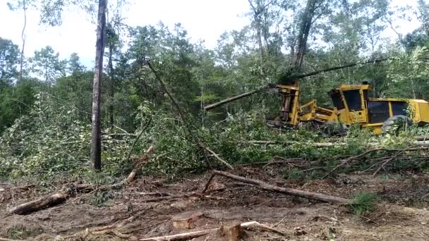 Uitzicht Snijbomen — Stockvideo