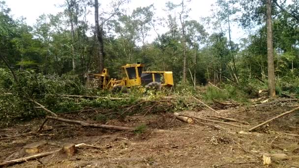 Madera Aserrada Vista Diurna — Vídeos de Stock