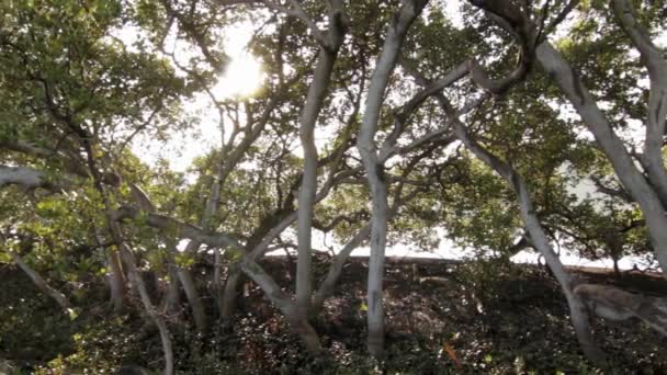 Mangrove Filtrovacím Světlem Lesklou Vodou — Stock video