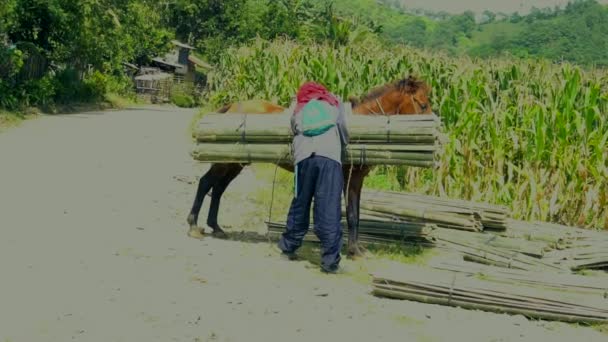 Çiftçi Bir Ata Yüklenmiş Bambu Çubukları Boşaltıyor — Stok video