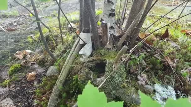 中空の木に発見された妖精の家 — ストック動画