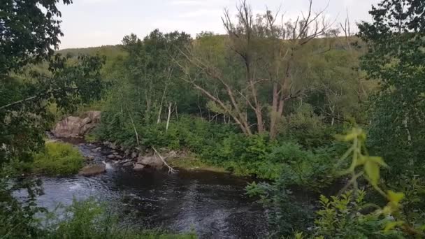 ニューハンプシャー州の流れの遅い川の後ろのユニークな木 — ストック動画