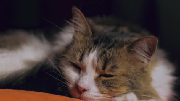 Gato Descansando Tranquilamente Dentro Una Habitacióngata Descansando Interior Una Habitacin — Vídeo de stock