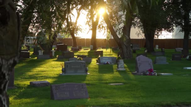 阳光透过坟场内的虫子流淌 — 图库视频影像