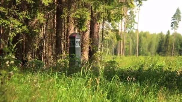 Marcado Forestal Columna Recuperación Forestal — Vídeo de stock