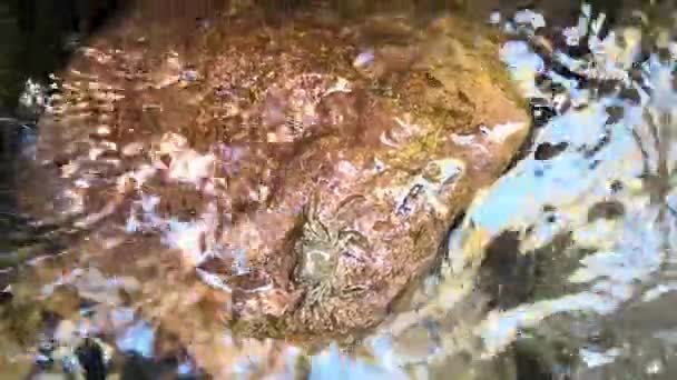 一只小螃蟹坐在岩石上 海浪不时地压着它 在法国蒙彼利埃被枪杀相机在变焦了 — 图库视频影像