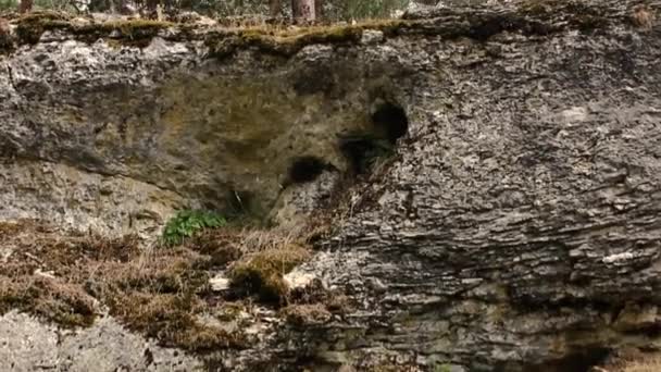 Γερανός Πάνω Από Μια Βραχώδη Πλαγιά Αποκαλύπτοντας Ένα Ξύλο Πεύκου — Αρχείο Βίντεο