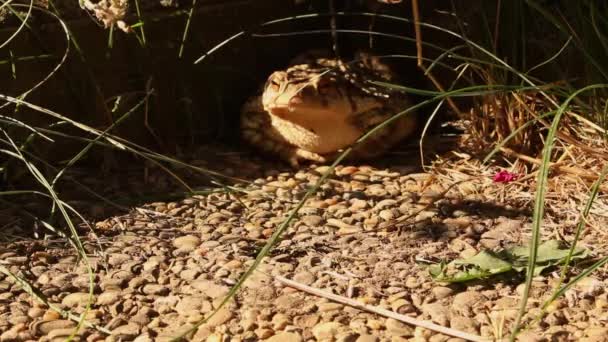 Bahçedeki Sıradan Kurbağa — Stok video