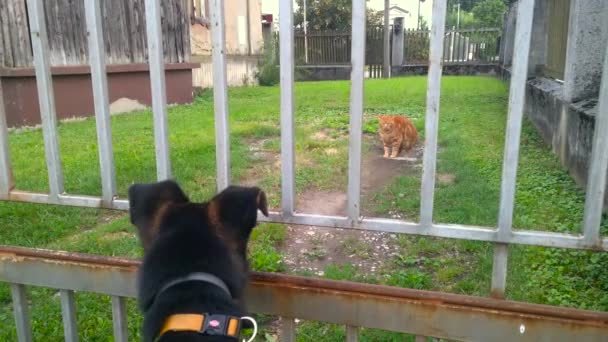 一只深色的狗和一只橙色的猫之间的激烈的凝视 它从狗身上向猫开枪 — 图库视频影像