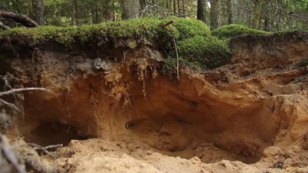 森の苔の下の砂土層 — ストック動画