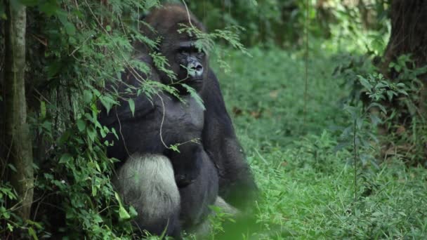 Male Silverback Western Lowland Gorilla Sits Jungle Alone Looks Camera — Stock Video