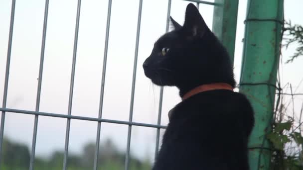 Czarny Kot Siedzi Patrzy Przez Płot — Wideo stockowe