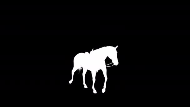 Hengst Horse Walk Animatie Silhouet Als Verliesloos Png Alpha Kanaal — Stockvideo