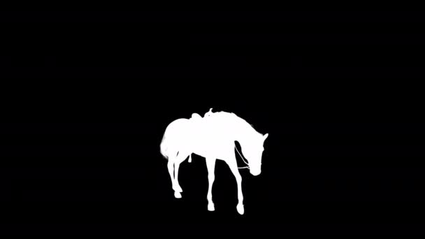 Hingst Häst Reptålig Animation Silhuett Som Förlustfri Png Alpha Kanal — Stockvideo