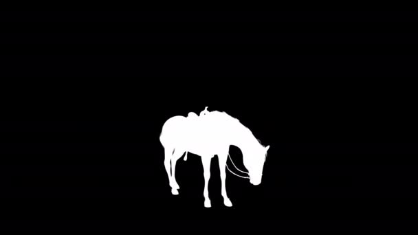 Stallion Horse Feed Animation Silhouette Sebagai Saluran Png Alpha Lossless — Stok Video