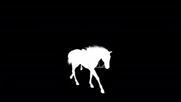 Stallion Horse Canter Animation Silhouette Lossless Png Alpha Channel — Stock Video