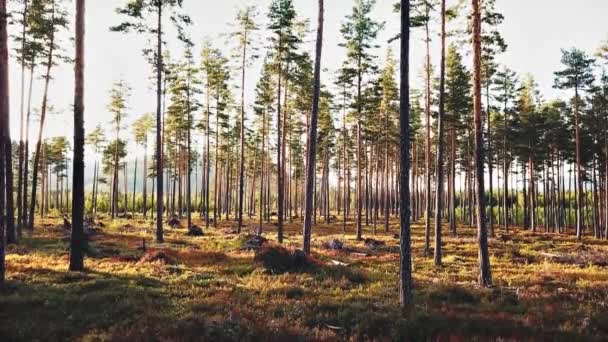ノルウェーのテレマークにあるパインウッドの森 — ストック動画