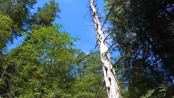 Roger Creek Loch Der Mauer Vancouver Island — Stockvideo