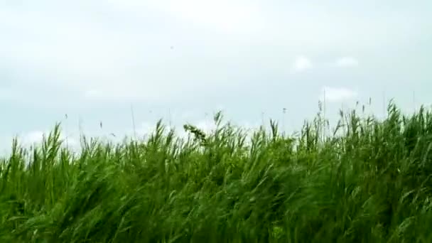 Este Video Fue Filmado Una Playa Local Nueva Inglaterra — Vídeos de Stock