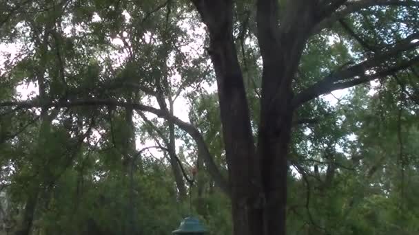 何百もの野生動物のいるフロリダの家の多くの典型的な緑豊かな木 — ストック動画
