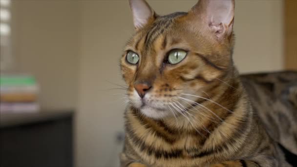 Gato Bengala Abre Los Ojos Mirando Fuera Una Ventana Luego — Vídeo de stock