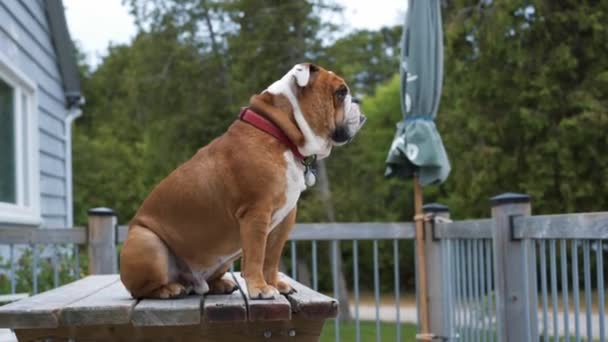 English Bulldog Senta Uma Mesa Piquenique Deck Casa Campo Observando — Vídeo de Stock