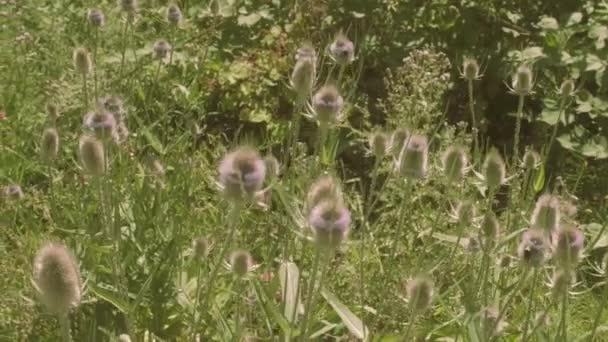 Eugene Bloemen Met Bijen Vliegen Verte Langzame Beweging — Stockvideo