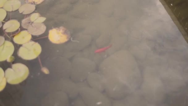 ポートランドの都会の池を泳ぐ小さな金魚や — ストック動画