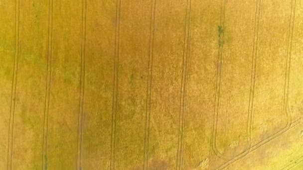 Flying Top Downover Wheat Field — Stock Video