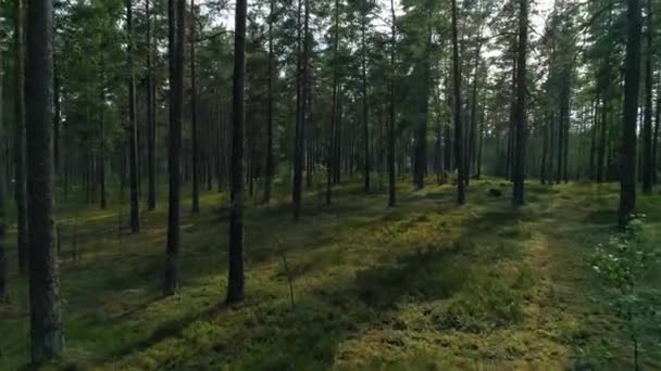 Vliegen Door Groen Zomerwoud — Stockvideo