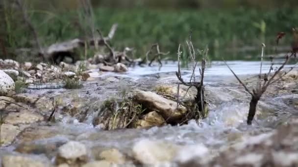 Ροή Ποταμού Στη Χώρα Του Τέξας Χιλ — Αρχείο Βίντεο