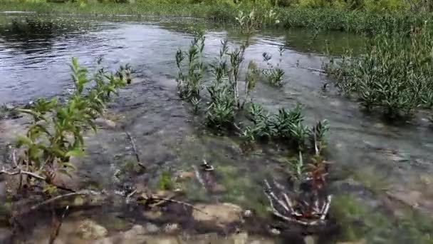 Fiume Scorre Nel Texas Hill Country — Video Stock