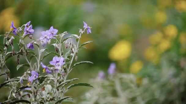 Fleurs Sauvages Dans Texas Hill Country — Video