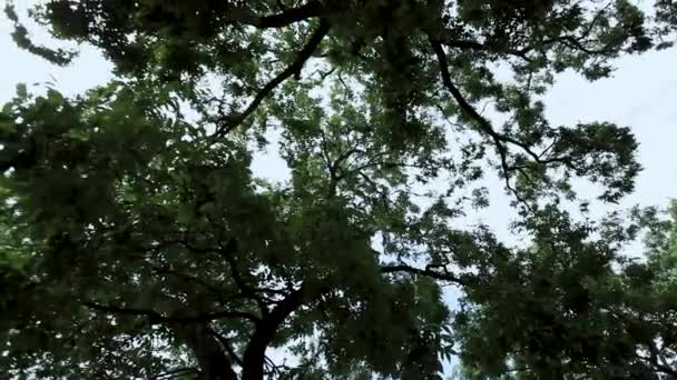 Querce Nel Texas Hill Country — Video Stock