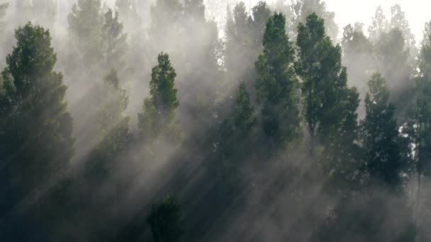 Espesa Niebla Matutina Con Rayos Sol Brillando Través Del Misterioso — Vídeos de Stock